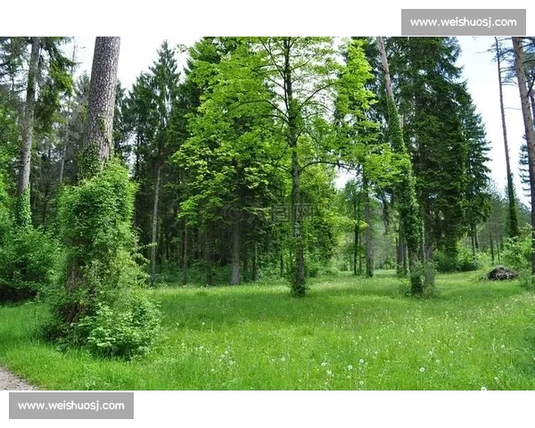 绿色森林主场迎战纽波特谁能在关键对决中抢下宝贵积分并改写赛季走势